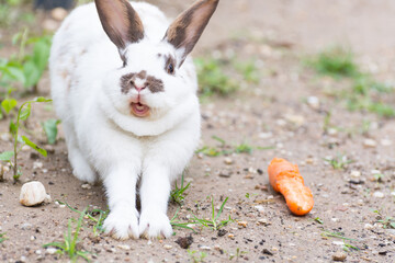 A happy rabbit has eaten a carrot, smiles and enjoys life. White funny rabbit stretched out its...