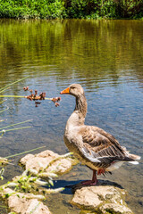 Brown Duck In A Zoo Pond. Zoology