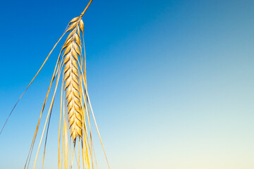 
golden wheat ear