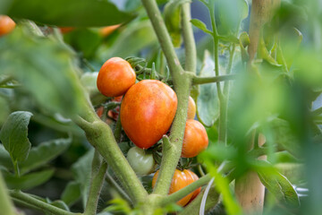 Fresh unripe red tomatoes growing in farm. Red cocktail size tomato growing on tree. Tomatoes hanging from trees in an organic farm. 