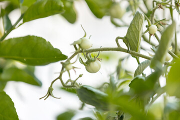 Small green tomatoes ripen in the farm. Tomato trees are fruiting in the garden. Young tomatoes are green. Fresh green tomatoes hanging on tree in vegetables farm