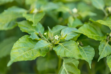 Obraz premium White chili flower in the garden. Chili pepper flowers are blooming in the garden. white chili flower on the tree.