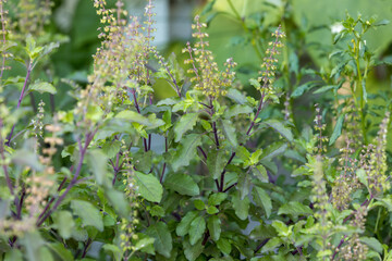 Obraz premium Holy basil, Sacred basil. Thai basil , Ocimum sanctum L ,Green leaves and small flowers of Ocimum tenuiflorum or Ocimum sanctum ( Thai basil, tulsi)