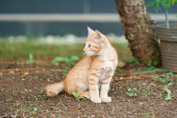 cat in the garden