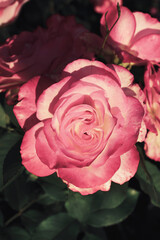 Beautiful blooming pink roses on bush outdoors, closeup