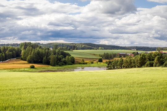 Wheat field in summer. Agricultural cereal plantations. Summer Finnish landscape. High quality photo