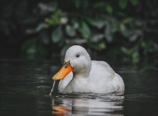 Weiße Stockente im See