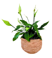 Peace Lily vector, house plant decoration