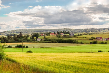 Fototapeta na wymiar Wheat field in summer. Agricultural cereal plantations. Summer Finnish landscape. High quality photo