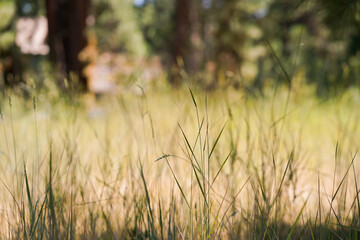 grass in the morning