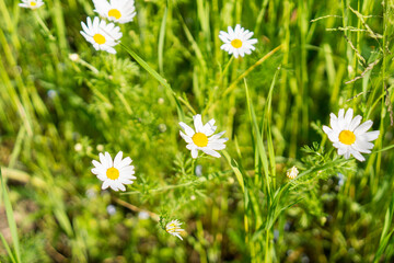 Daisies in the meadow © Zuzanna