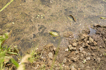  A frog in the pond 