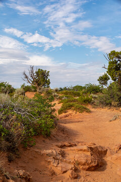 Desert Landscape On The Approach To Observation Point.  Zion National Park, Utah, Illinois