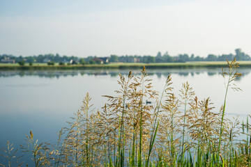 On the shore of the pond 