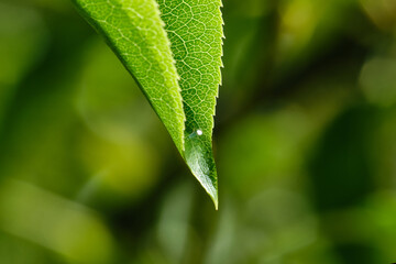 Green leaf with drops of water on a blurred natural background. Large beautiful drops of transparent rain water on a green leaves. Macro. Shallow depth of field