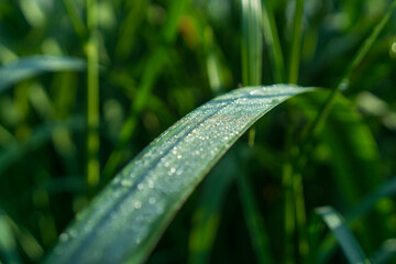 Dew on a leaf of grass 