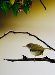bird on a branch