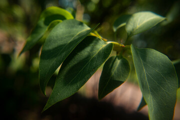 Obraz premium close up of leaves