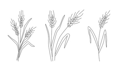 Collection. Ears of wheat or barley. Grain harvest. Vector illustration for brewing, agriculture, logo, print, poster. Drawn in doodle style by outline