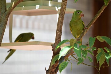 periquito-de-encontro-amarelo