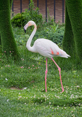 A close-up scene of pink walking flamingo against blurred green of lush grass and bushes. Selective focus. Ornithology, parks, beauty in nature, wildlife, vacation, travel.