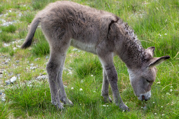 Fototapeta premium young donkey