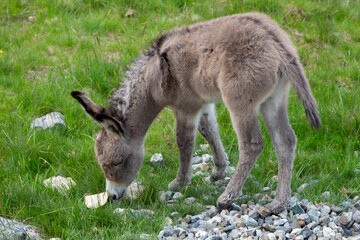 young donkey