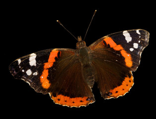 Schmetterling Admiral