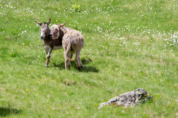 Donkey on the Transalpina in Romania