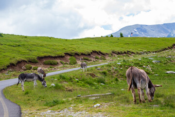 Donkey on the Transalpina in Romania