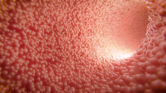 Kamerafahrt durch Darm mit Darmzotten - medizinische Animation