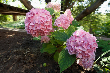 Pink hydrangea in the summer garden, close up