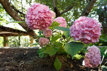 Pink hydrangea in the summer garden, close up