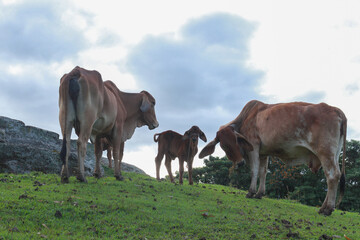Ganado cebú en los llanos colombianos 