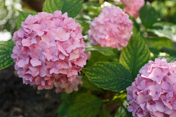 Pink hydrangea in the summer garden, close up