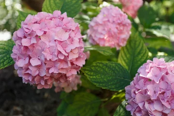 Rolgordijnen Pink hydrangea in the summer garden, close up © sveten