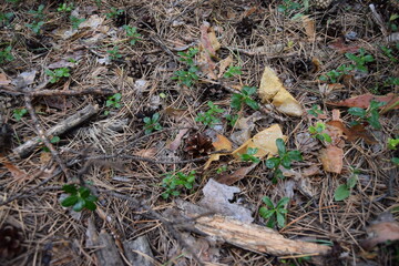 forest