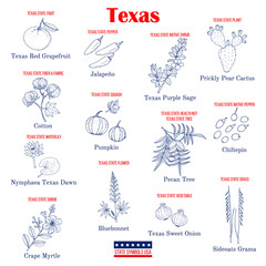 Fototapeta na wymiar Texas. Set of USA official state symbols