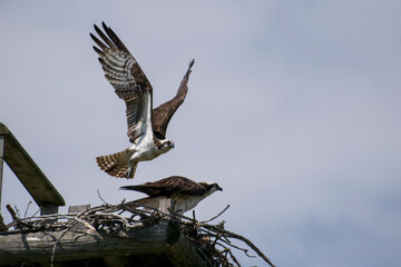 Osprey family flying out of nest
