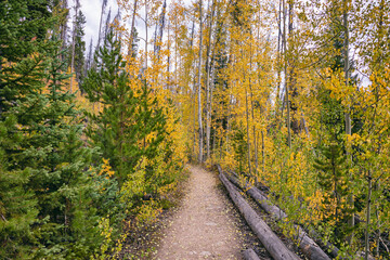 Fall Aspen forest in the Eagles Nest Wilderness, Colorado