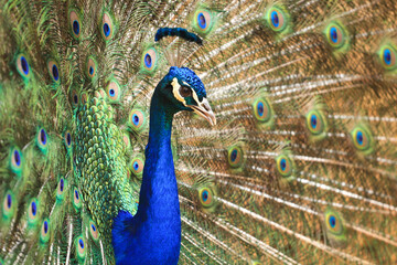 Fototapeta premium Amazing Peacock with beautiful feathers