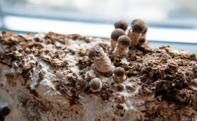 cultivation of shiitake mushrooms. Growing mushrooms at home