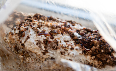 Shiitake Mushroom growing (Lentinula edodes)  