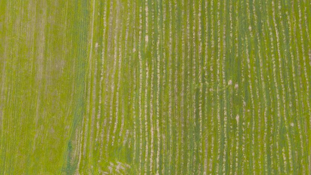 Beautiful panoramic view from a drone on an abstract linear pattern in the field. Agricultural plantations, cultivated plantations. Massive industrial cultivation of organic food. UHD 4K.