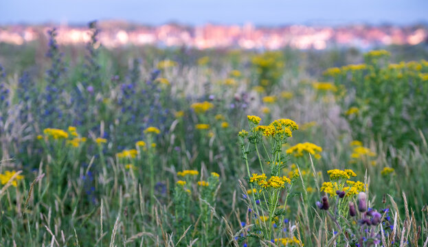The port town of Wells-next-the-Sea, North Norfolk UK on the horizon, photographed at dusk from the coastal path with yellow common ragwort wild flowers in the foreground. 