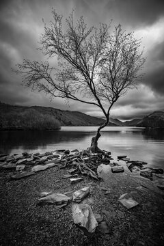 beautiful black and white photograph of a tree by the river
