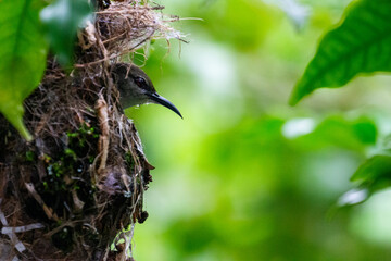 A female Sunbird resting on its nest after spending a long time building it 