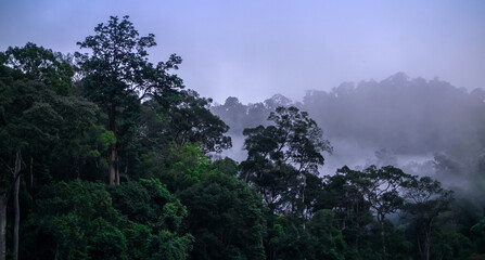 Dramatic reflecting scenic view of forest during foggy morning
