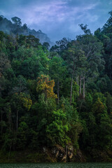 Spot in to impressive deep forest jungle