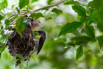 A female sunbird building its nest on a tree in Sri Lanka
